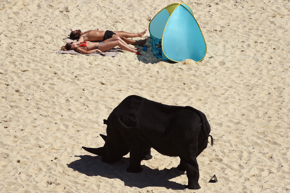 ¿Rinocerontes en la playa?