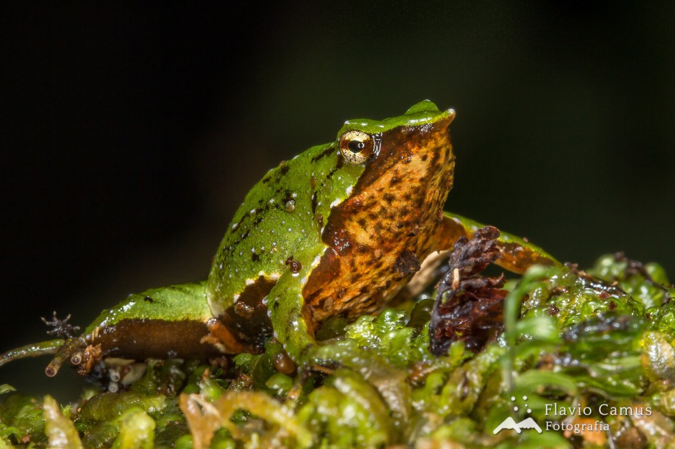 El aumento de temperatura cada vez más reduce el hábitat de la rana de Darwin.