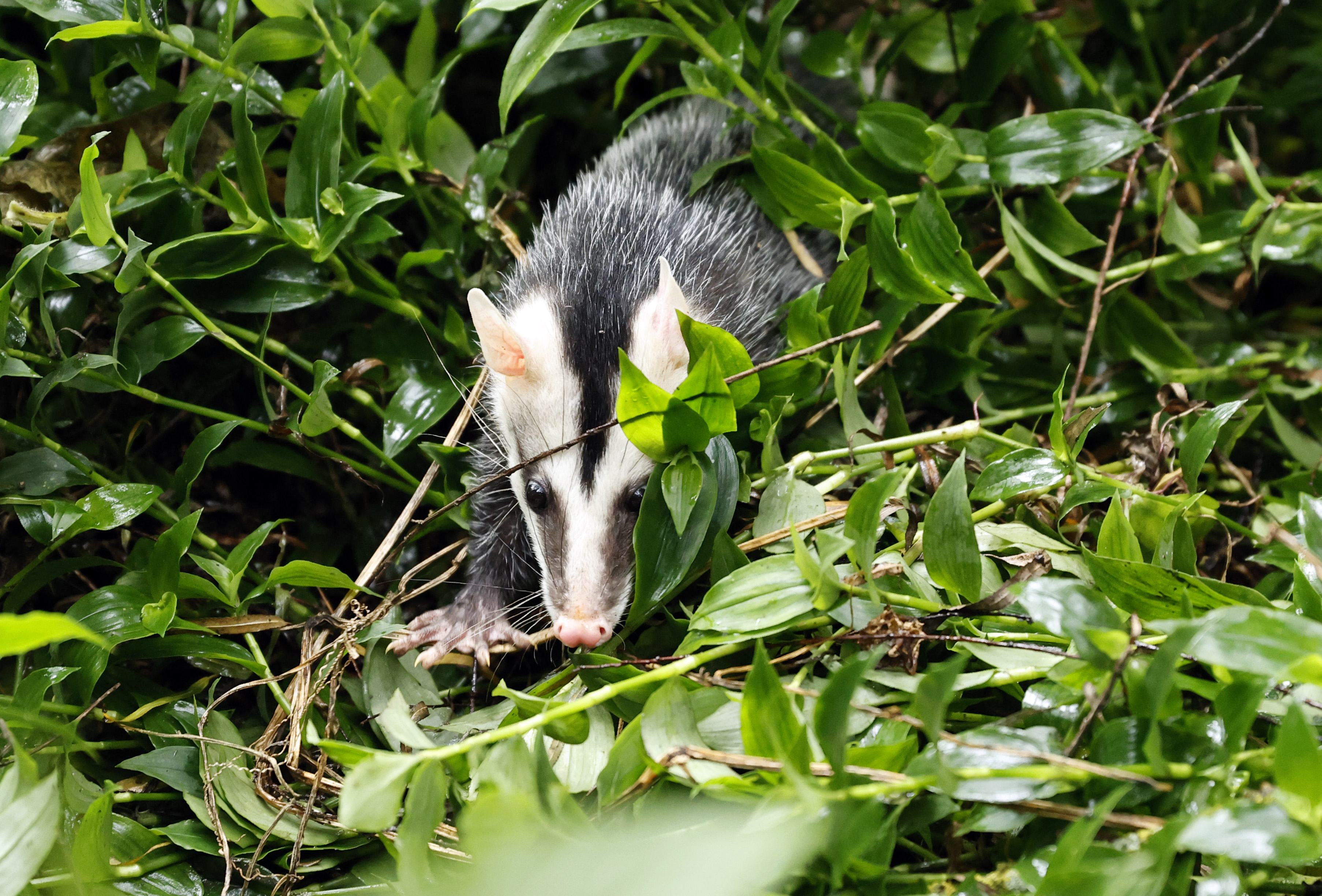 BOG300. BOGOTÁ (COLOMBIA), 05/06/2023.- Fotografía de una zarigüeya (Didelphis virginiana) tras su liberación hoy en el humedal de la Conejera, en Bogotá (Colombia). Un total de 43 aves y mamíferos silvestres rescatados de zonas urbanas en la capital colombiana fueron liberados por las autoridades ambientales este lunes con motivo del Día Mundial del Medio Ambiente en el humedal La Conejera, al norte de Bogotá. EFE/ Mauricio Dueñas Castañeda