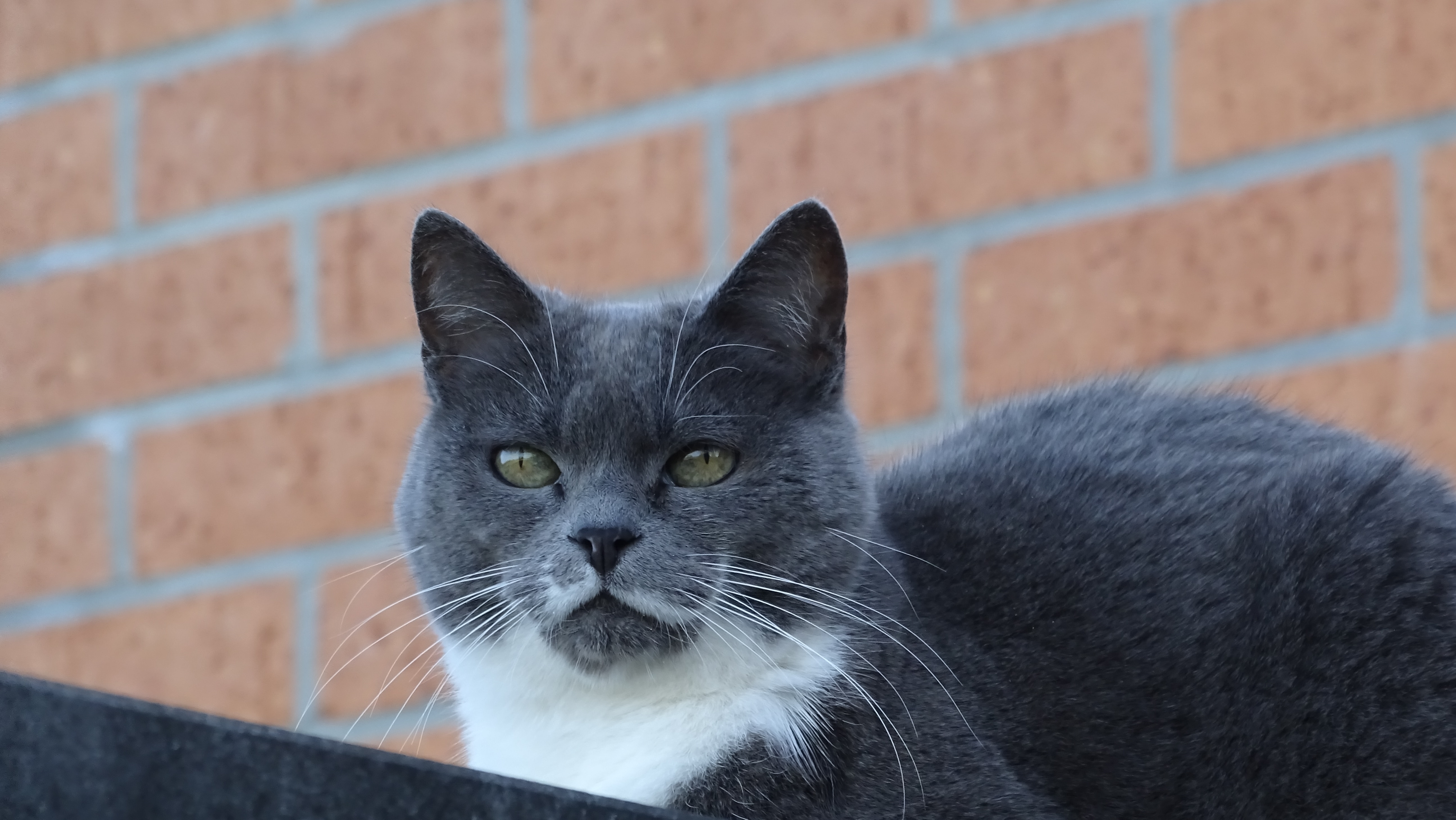 ¿En qué cambia un gato cuando envejece?