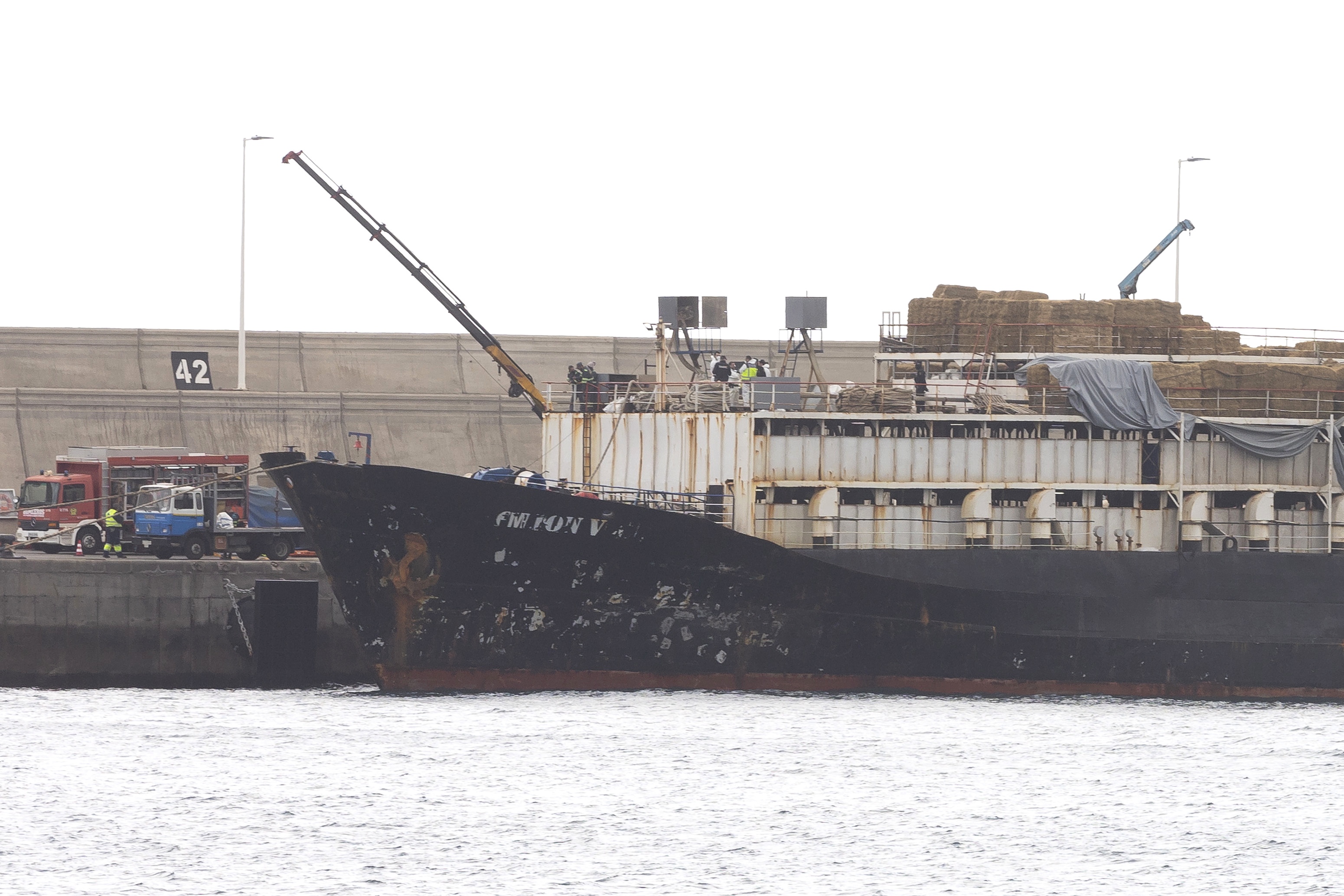 España incauta 4.500 kilos de cocaína en barco que transportaba ganado de Colombia