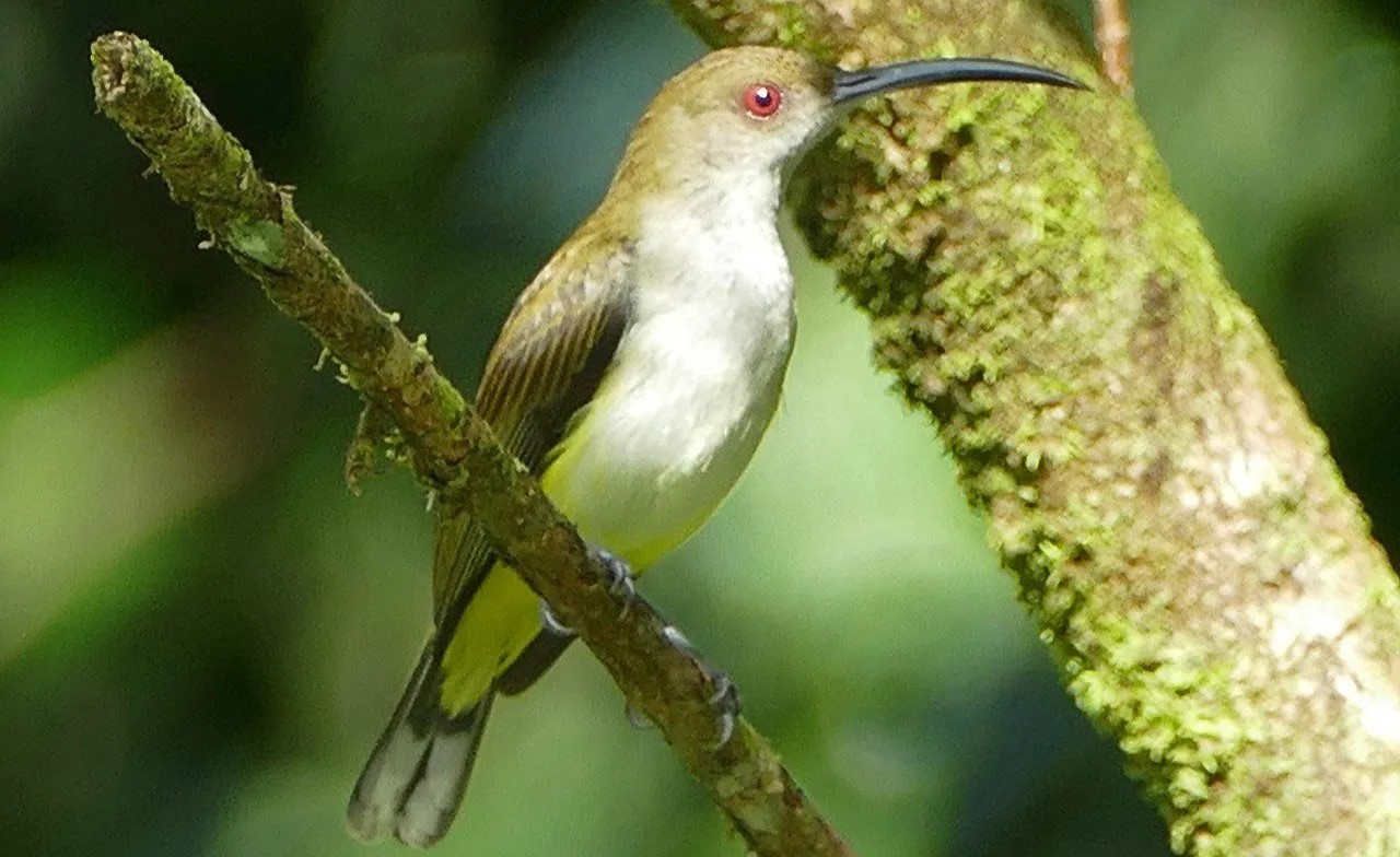 Este es el arañero filipino, la especie número 10.000 avistada por Kaestner.