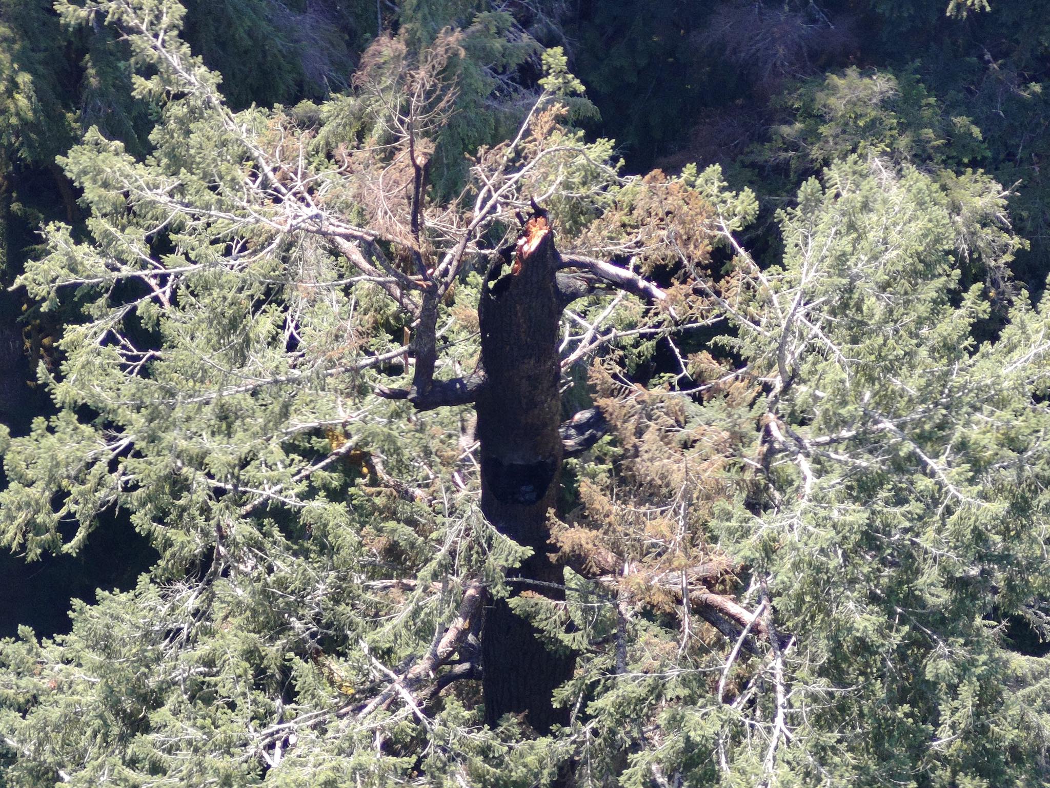 Uno de los árboles más altos del mundo se está incendiando