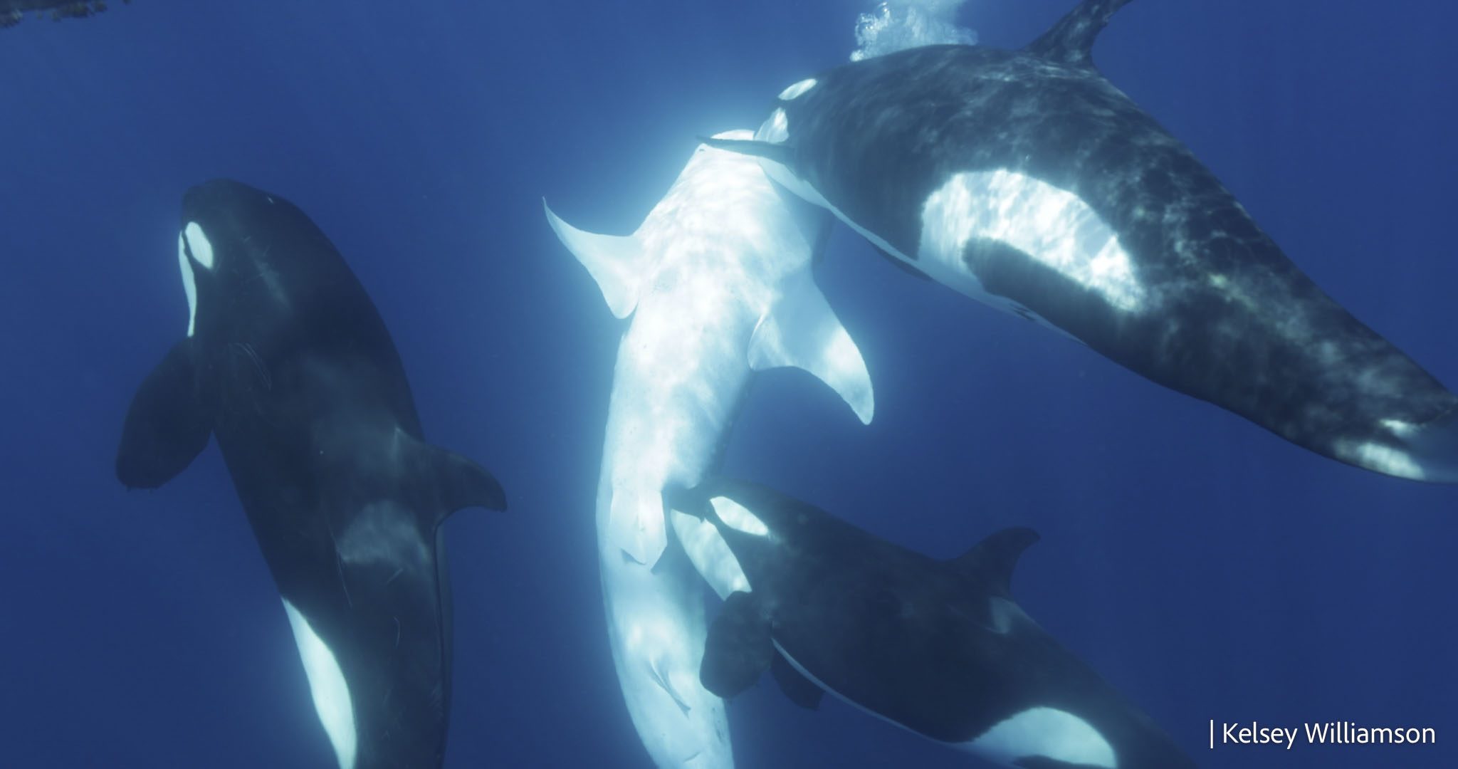 Capturan en vídeo los trucos que utilizan las orcas para cazar al pez más grande del mundo