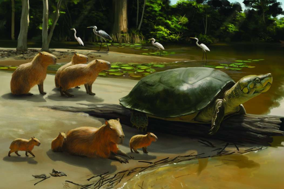 Representación artística de la Peltocephalus maturin.