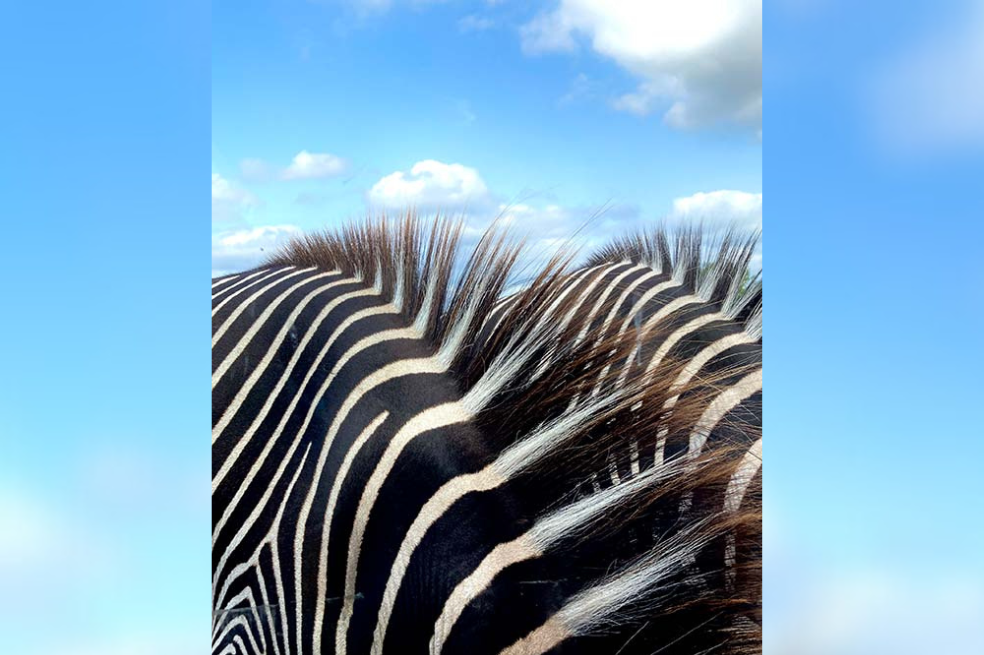 Ganador: Teléfonos móviles y dispositivos

Era la primera vez que visitaba el West Midlands Safari Park y, mientras recorríamos el parque en coche, me sentí como si hubiéramos entrado en un documental sobre la naturaleza. Me sorprendieron estas cebras, cuyos cuerpos se fundían entre sí. Con el sol brillando sobre sus lomos, sus rayas creaban una hermosa ilusión óptica, tratando de confundirnos, como si fuéramos depredadores. Tomé la foto con el teléfono de mi mamá y me sorprendió lo maravillosa que quedó.