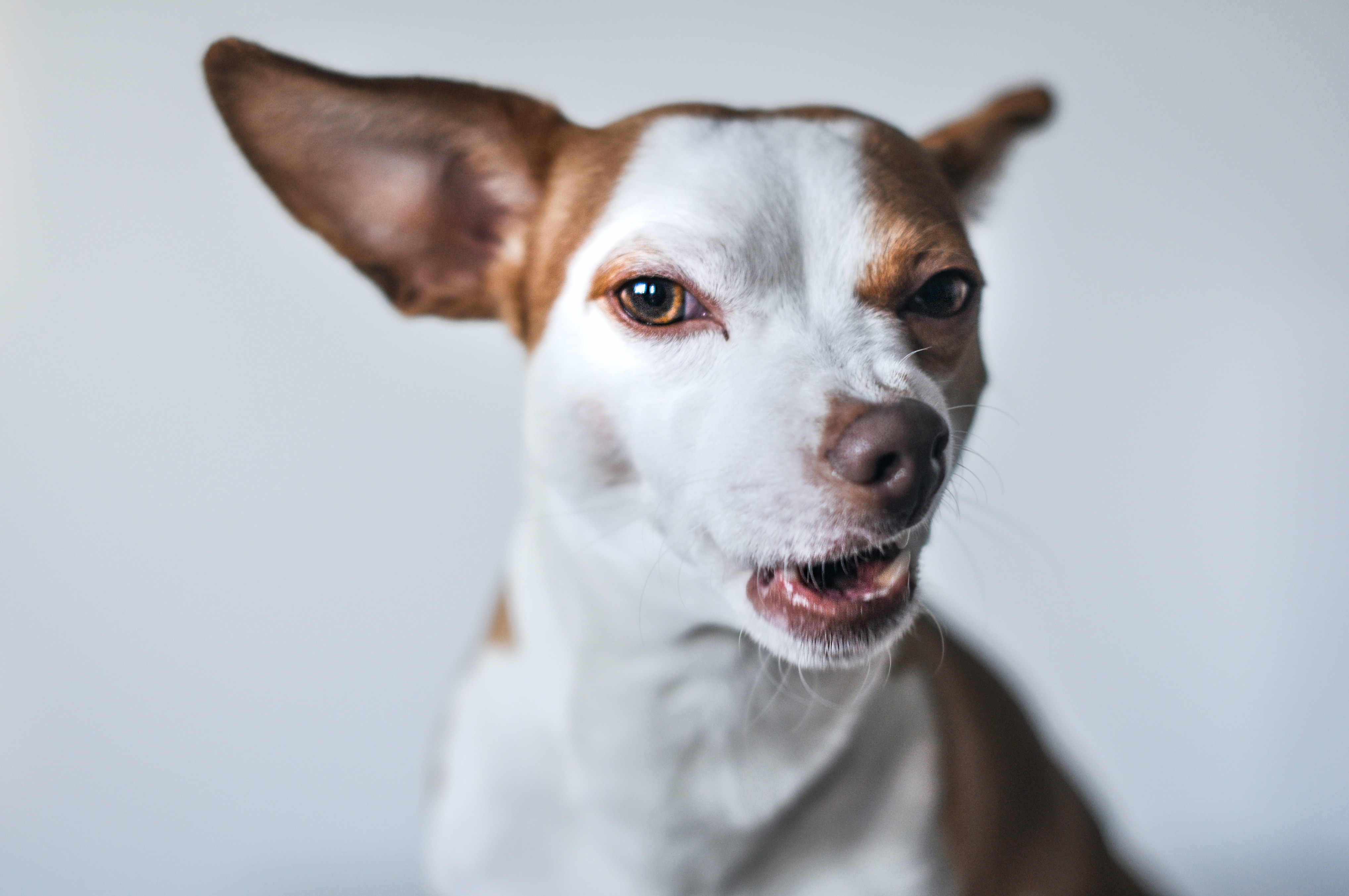 ¿Qué es lo que más molesta a los perros?