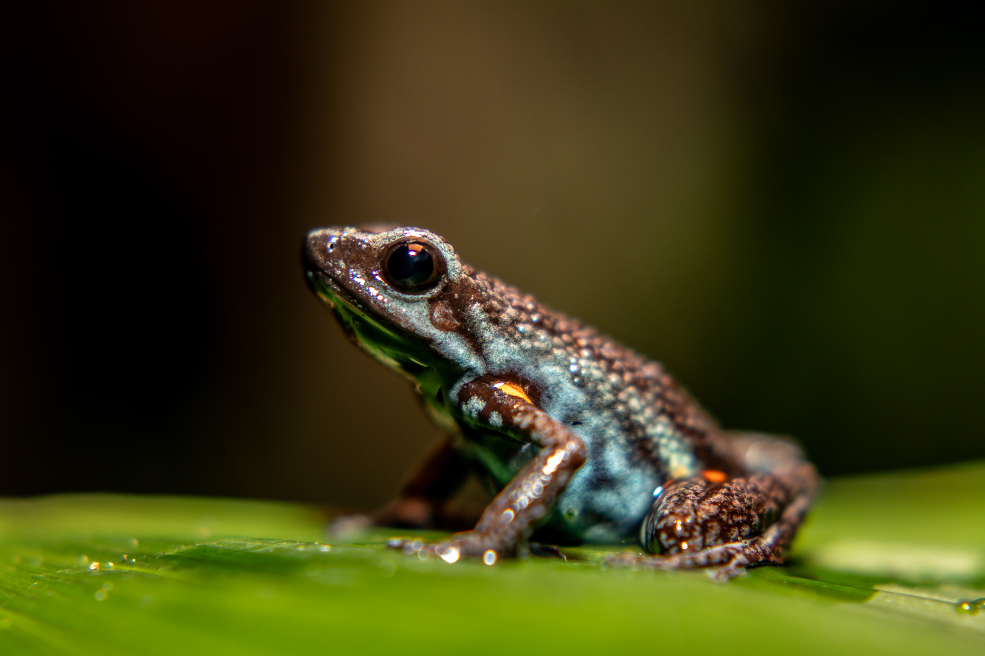 La vida como adorno: el tráfico ilegal que amenaza a la ranas de Colombia