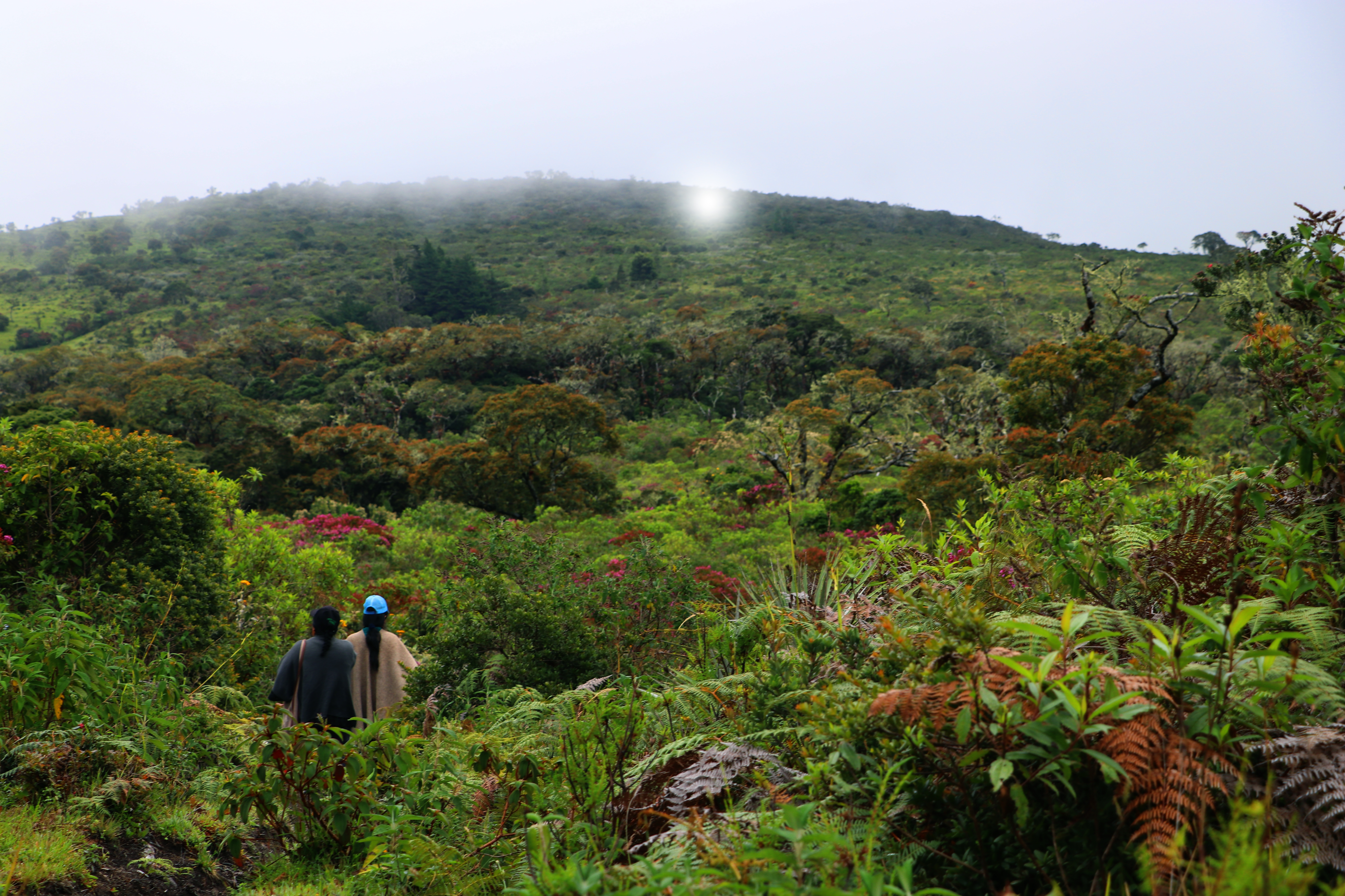 El modelo de Impulso Verde demuestra que la restauración ecológica es más efectiva cuando es comunitaria, que la biodiversidad se cuida mejor cuando se generan alternativas económicas sostenibles.