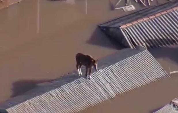 Así es cómo los animales sobreviven a las inundaciones de Brasil