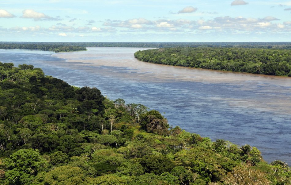 Estudiar todos los árboles de la Amazonia tomaría 300 años