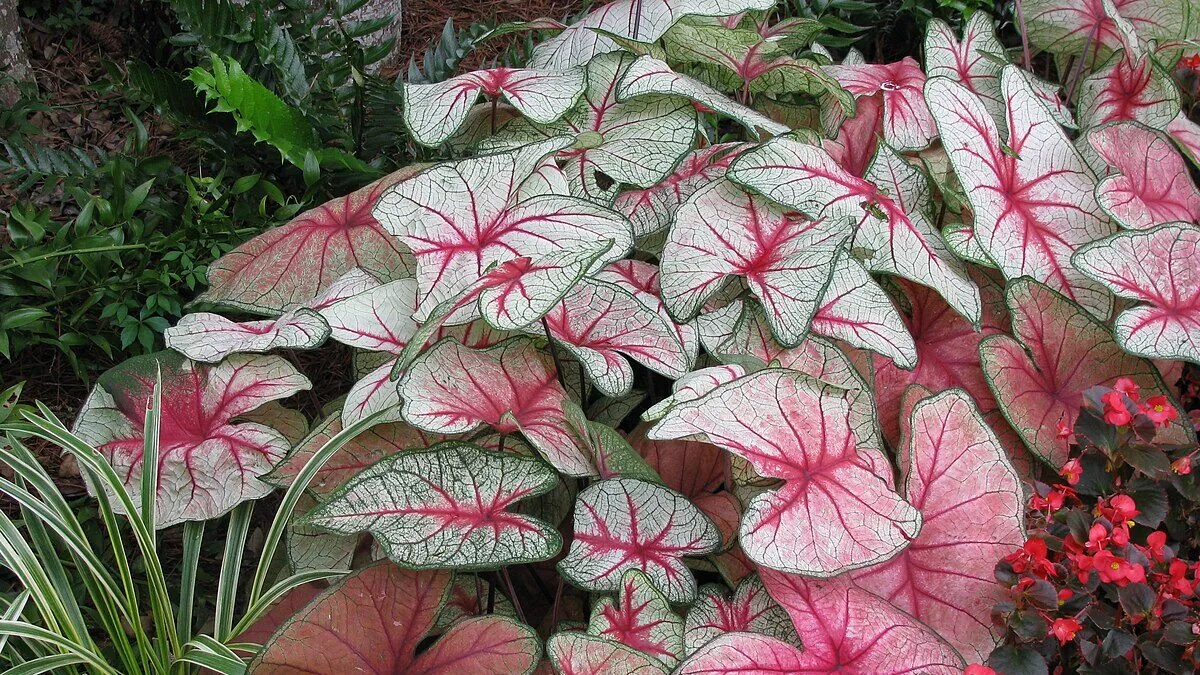 Caladium: el arte tropical que decora su hogar y jardín