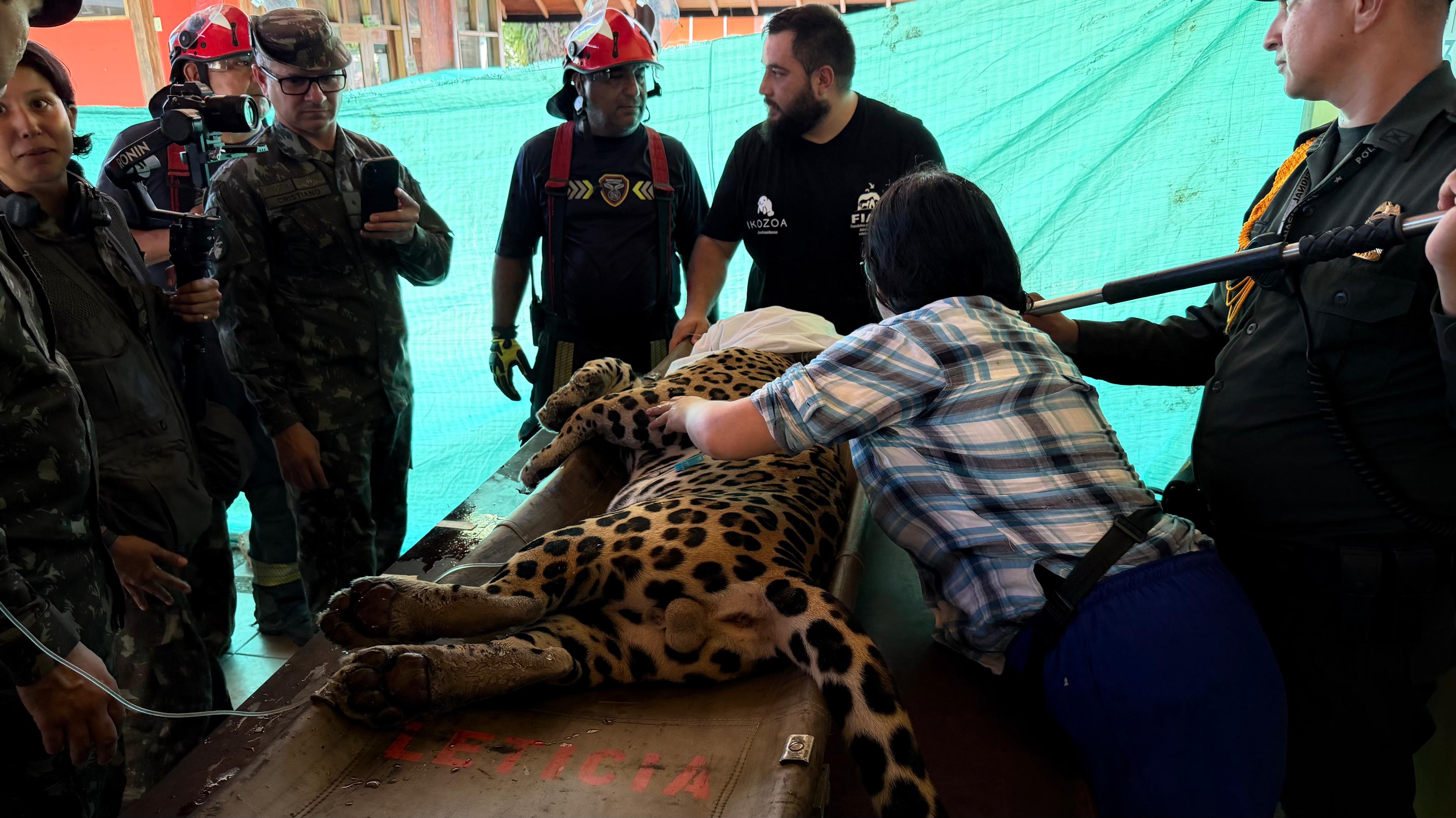 Desapareció el jaguar que amaneció en la Universidad Nacional Sede Amazonía, ¿qué pasó?