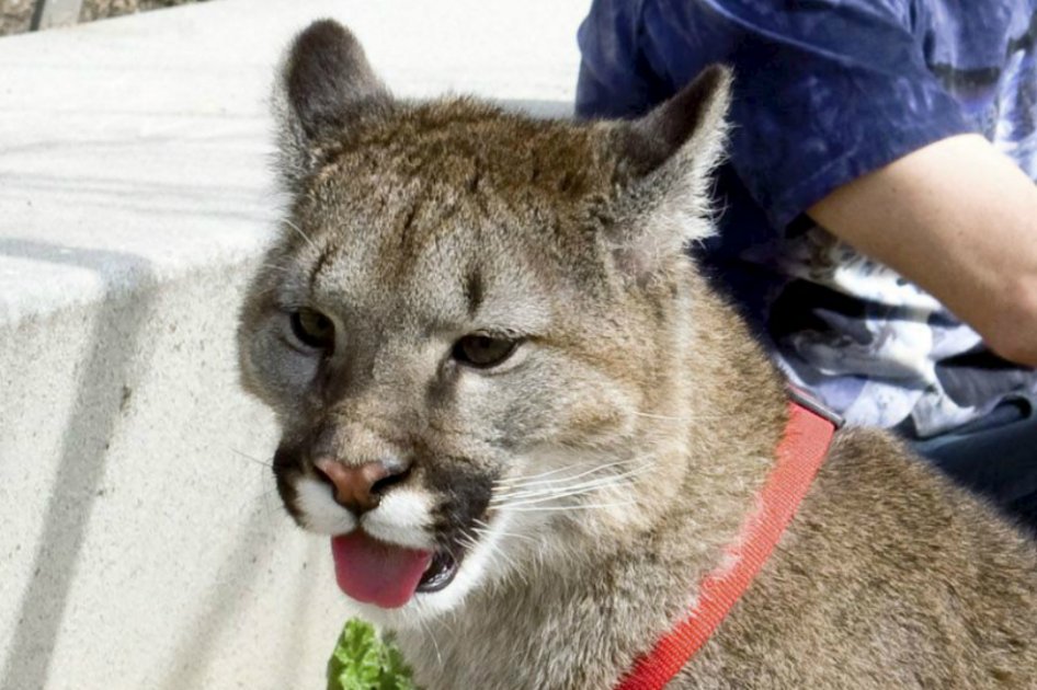 Hallan ejemplar de puma protegido en supermercado de Cúcuta