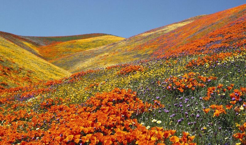 En el Valle del Antílope, la primavera transforma el paisaje en un mar de amapolas doradas (Eschscholzia californica), la flor oficial del estado. En la Antelope Valley California Poppy Reserve, estas flores cubren las colinas con intensos tonos naranjas, ofreciendo un espectáculo natural que alcanza su mejor momento a comienzos de abril, especialmente en días soleados cuando las amapolas se abren por completo.