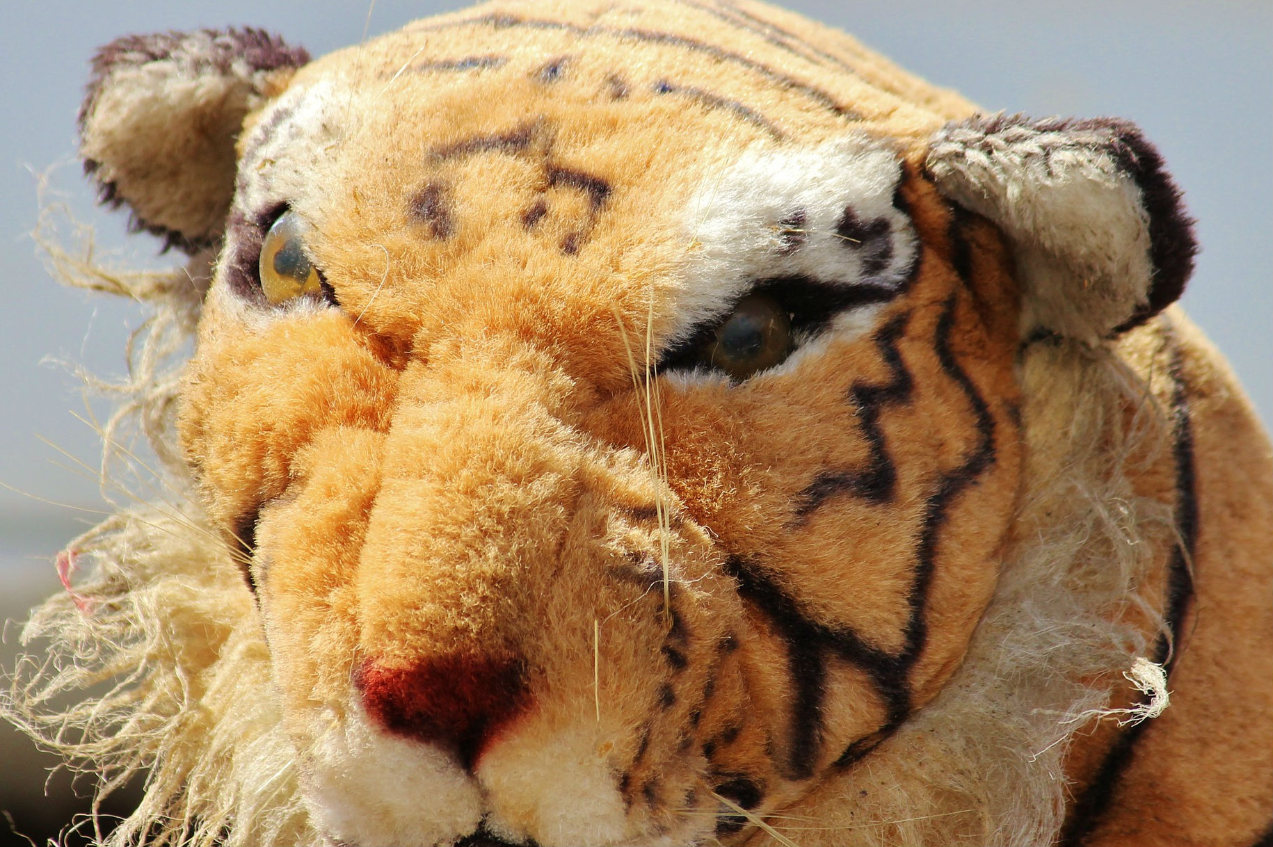 Policía monta operativo para rescatar a un tigre, que resultó ser un peluche