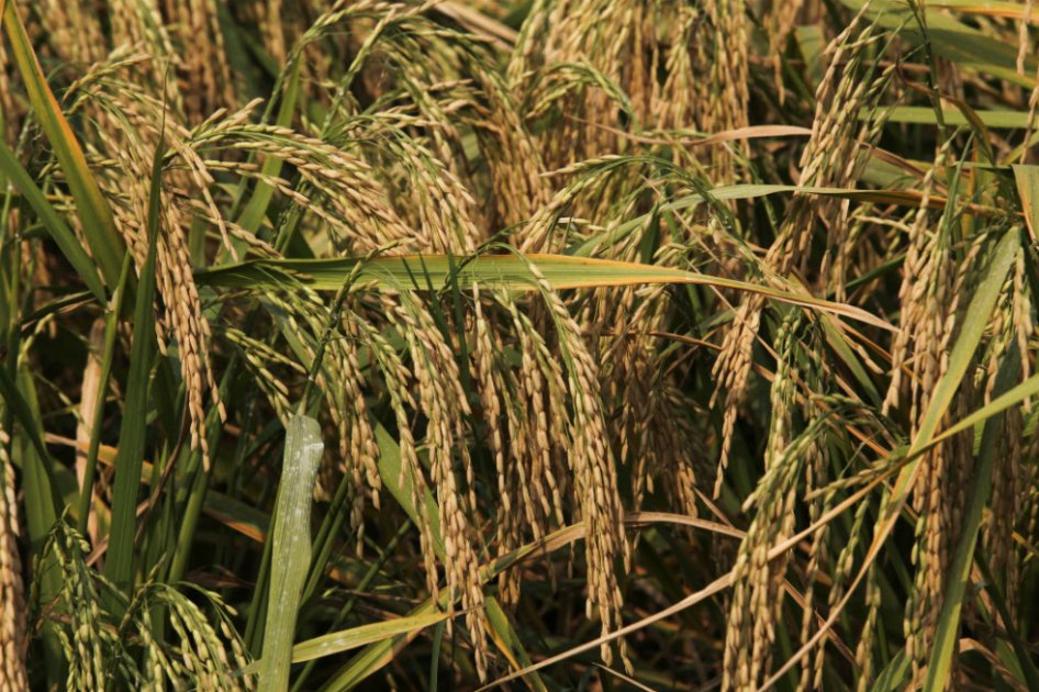 Procuraduría abrió indagación previa por presuntas irregularidades en la “Ruta del Arroz”