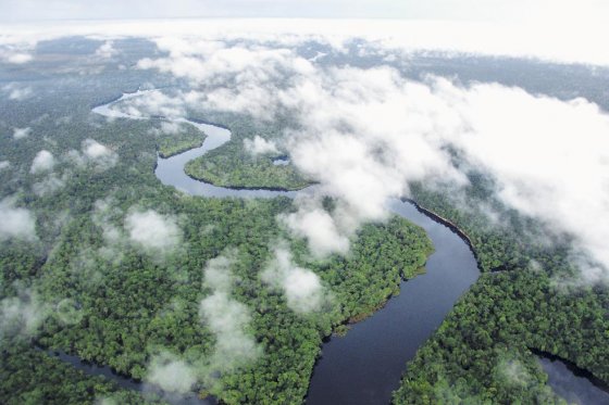El Amazonas reduce a la mitad su capacidad para absorber dióxido de carbono