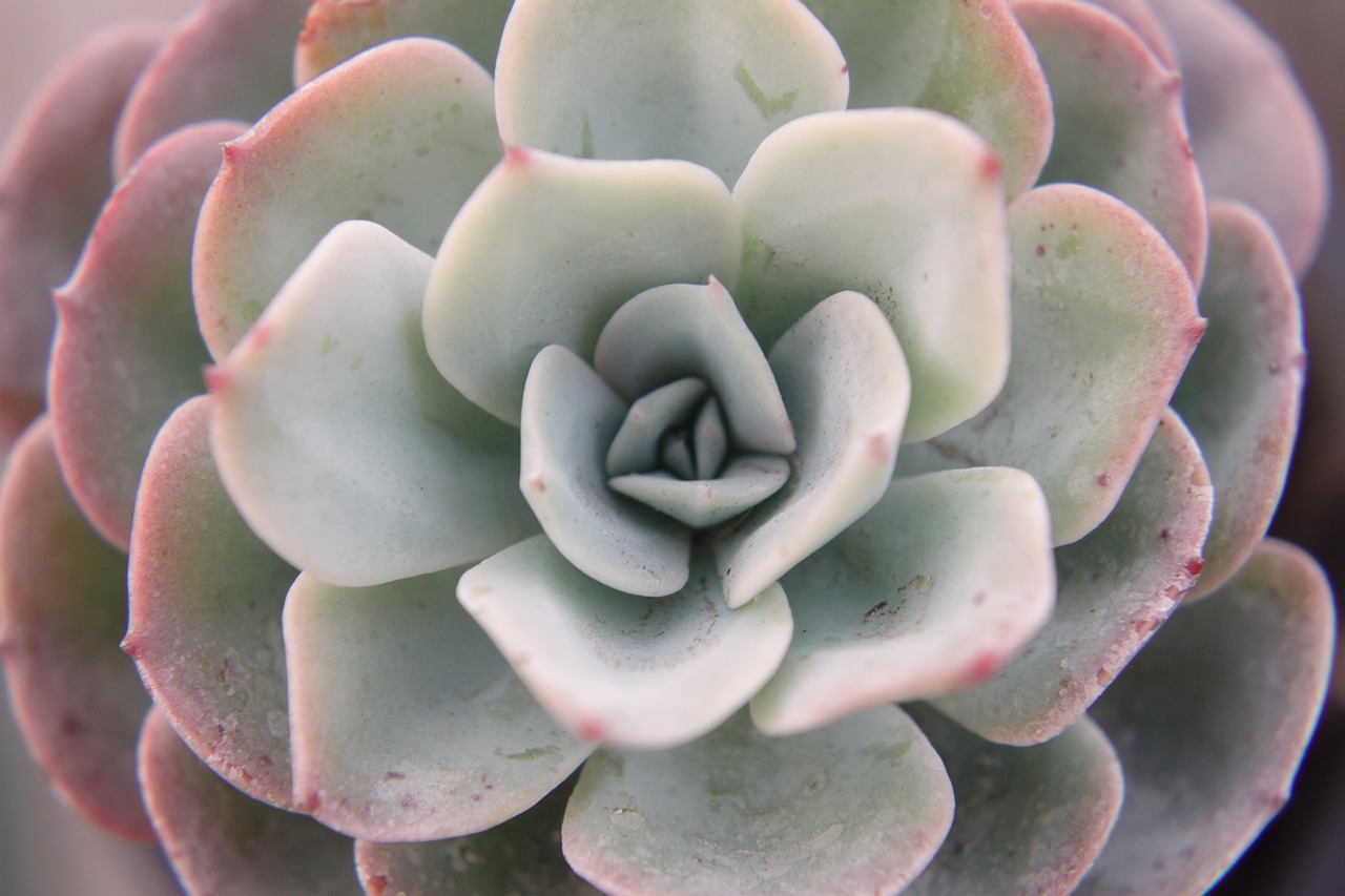 conocida por sus formas armoniosas y su capacidad de adaptarse a condiciones adversas, la Echeveria no solo embellece cualquier espacio, sino que también requiere muy pocos cuidados para prosperar.