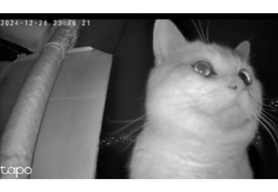 El video, que rápidamente se volvió viral, tocó los corazones de muchos usuarios que se sintieron identificados con la relación cercana que Myers tiene con su gato.