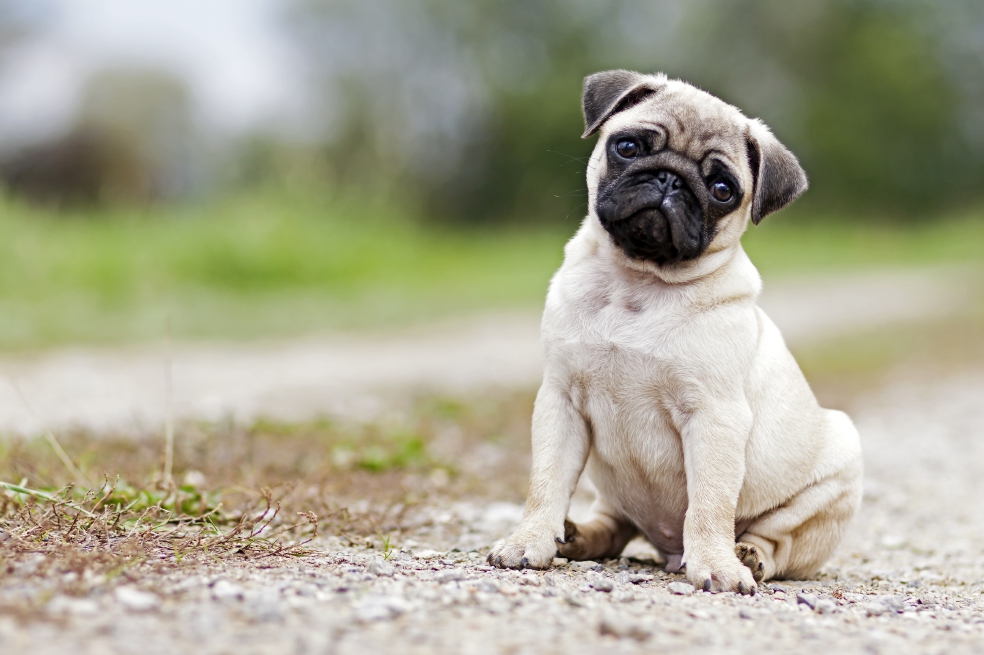 Las razas de perros que más problemas de salud presentan