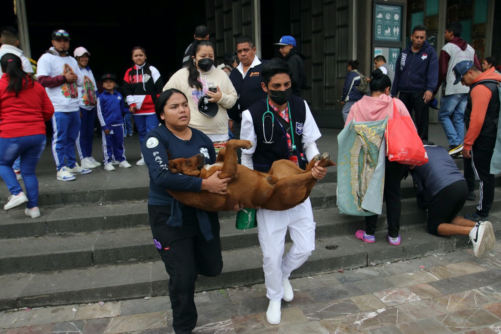 Video: perro se desmaya en Basílica de Guadalupe y lo salvan con primeros auxilios
