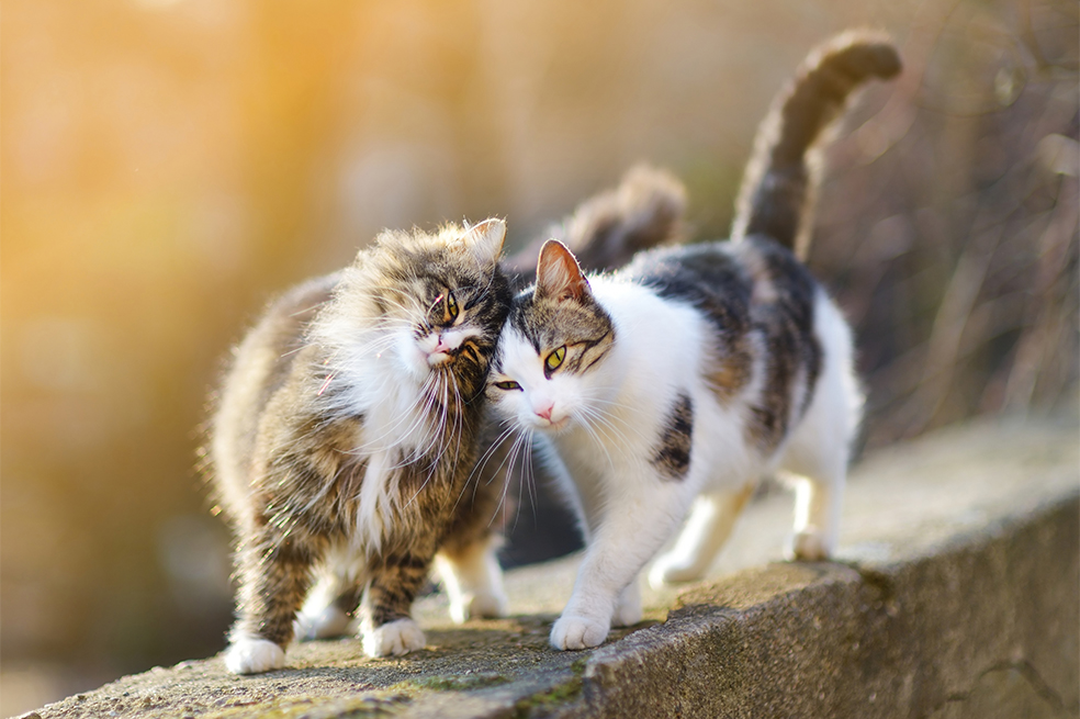 ¡Ojo! 4 alimentos que no debes darle a tu gato