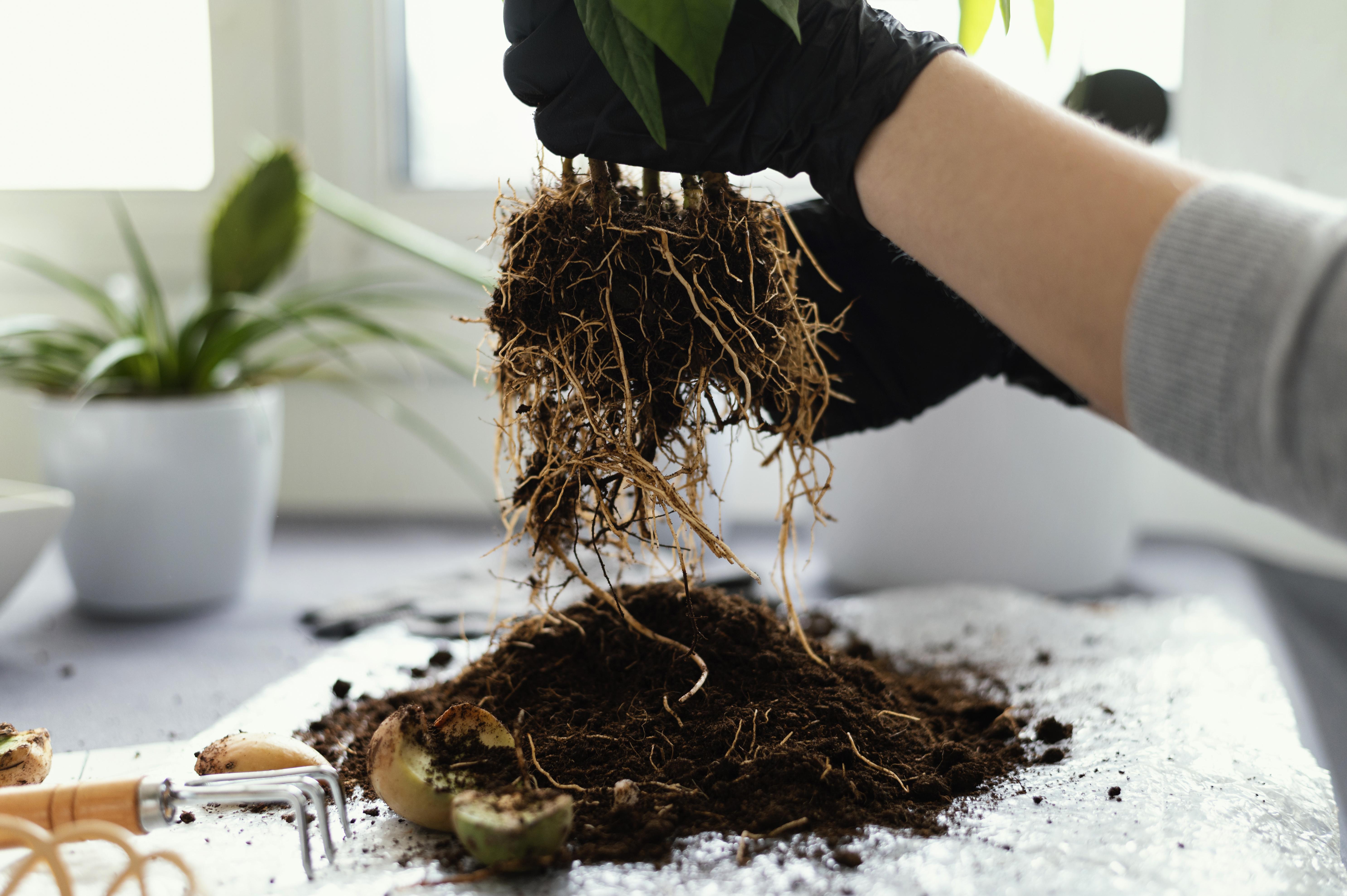 Nematodos en plantas: síntomas, control y cómo eliminarlos definitivamente