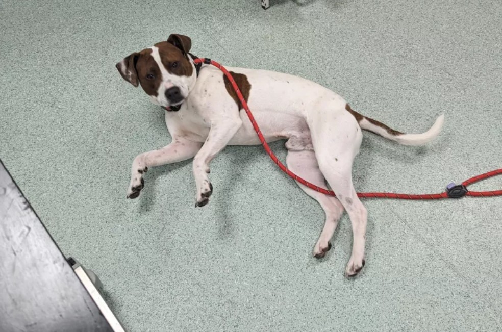 La historia de Roy: perro que era golpeado por su dueño, encuentra una familia