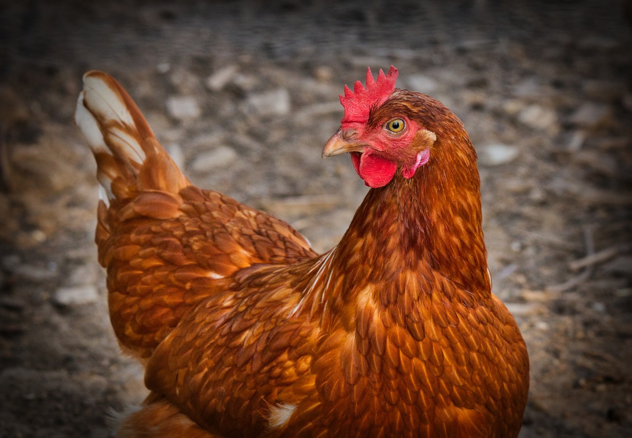 ¿Hasta qué edad producen huevos las gallinas ponedoras?