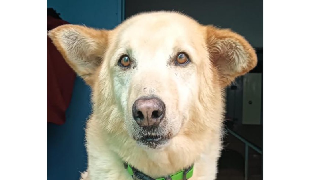 Adopta un viejito: Gingo busca un hogar tras una vida entera en albergues