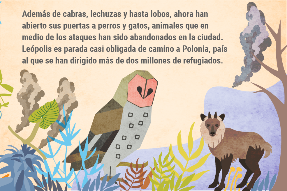 Además de cabras, lechuzas y hasta lobos, ahora han abierto sus puertas a perros y gatos, animales que en medio de los ataques han sido abandonados en la ciudad. Leópolis es parada casi obligada de camino a Polonia, país al que se han dirigido más de dos millones de refugiados.