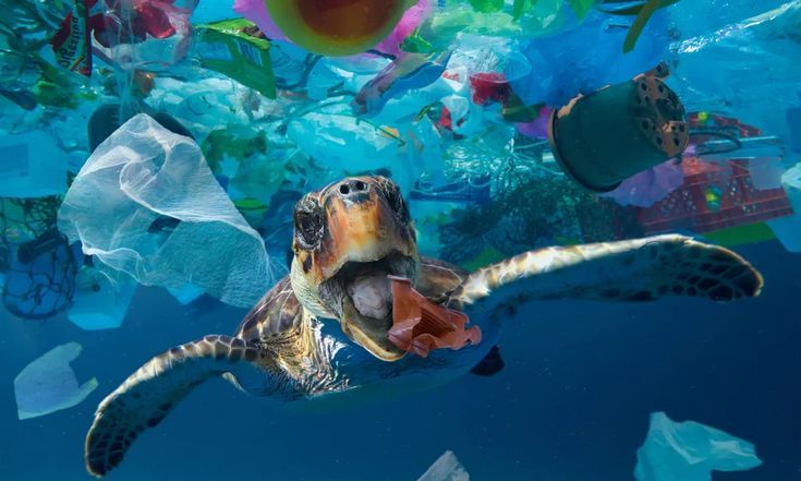 Esta medida, que entró en vigor el 7 de julio de 2024, busca reducir significativamente el impacto ambiental de estos productos, que representan una gran amenaza para los ecosistemas.