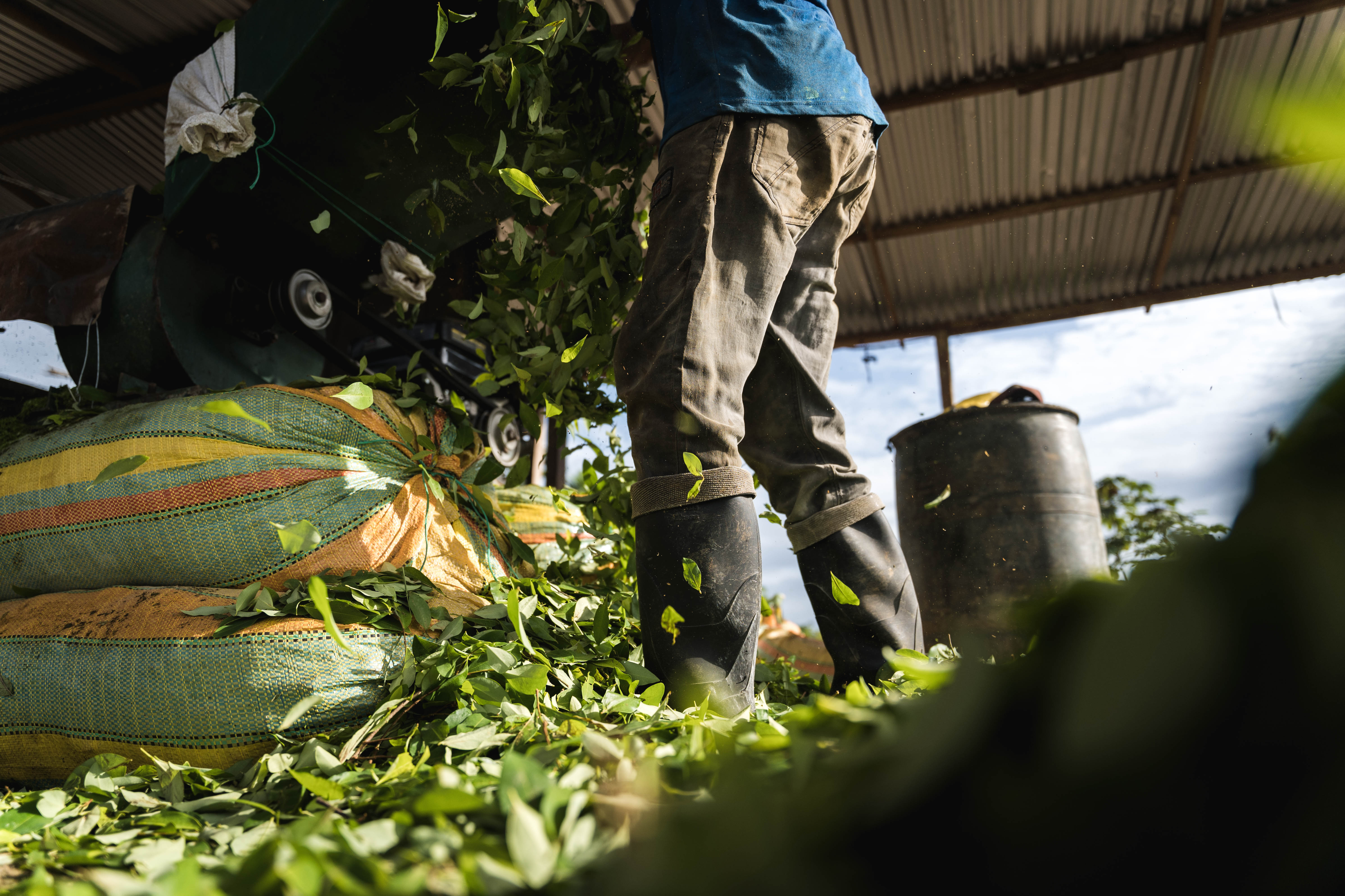 Raspachines en cultivos de coca en Tibú- Catatumbo