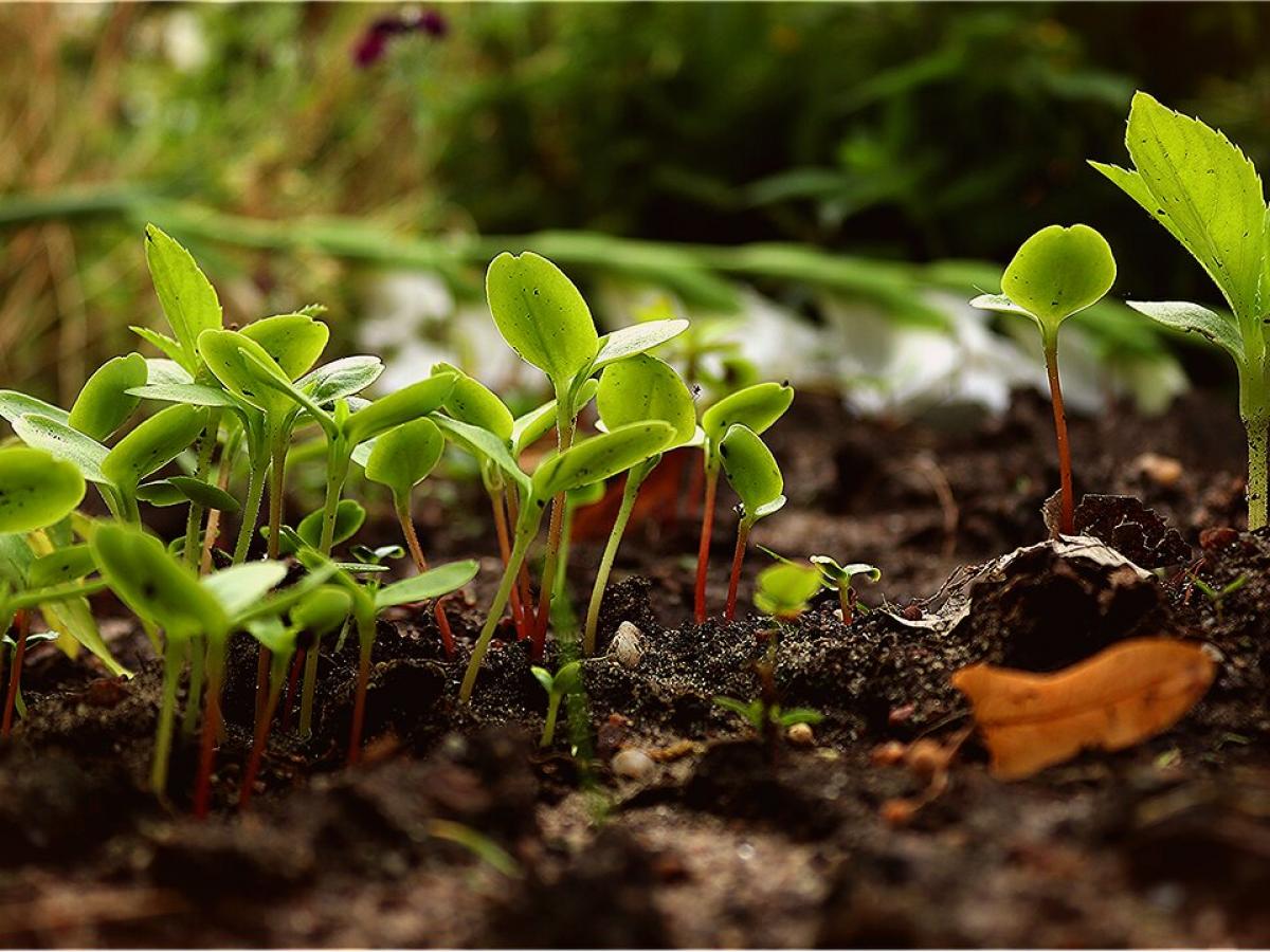 Los beneficios que trae son sostenibilidad y autosuficiencia, mejora de la salud del suelo, conservación del agua, diversidad y resiliencia, y estética y paisajismo funcional