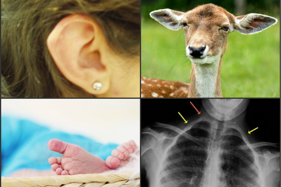 Cinco partes del cuerpo humano que no sirven para nada