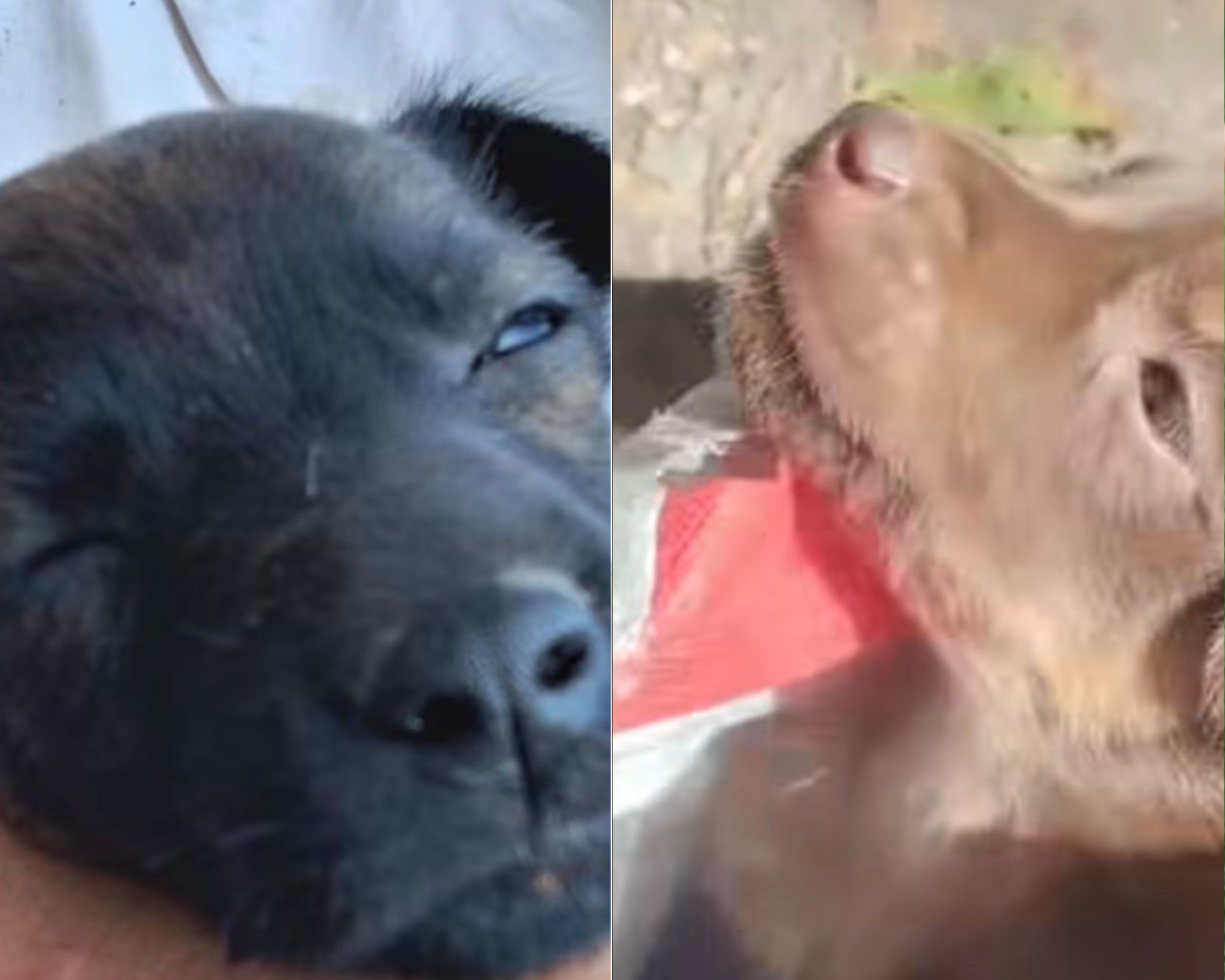 Hallan a cuatro perritas dentro de una bolsa del D1: “fueron abandonadas como basura”