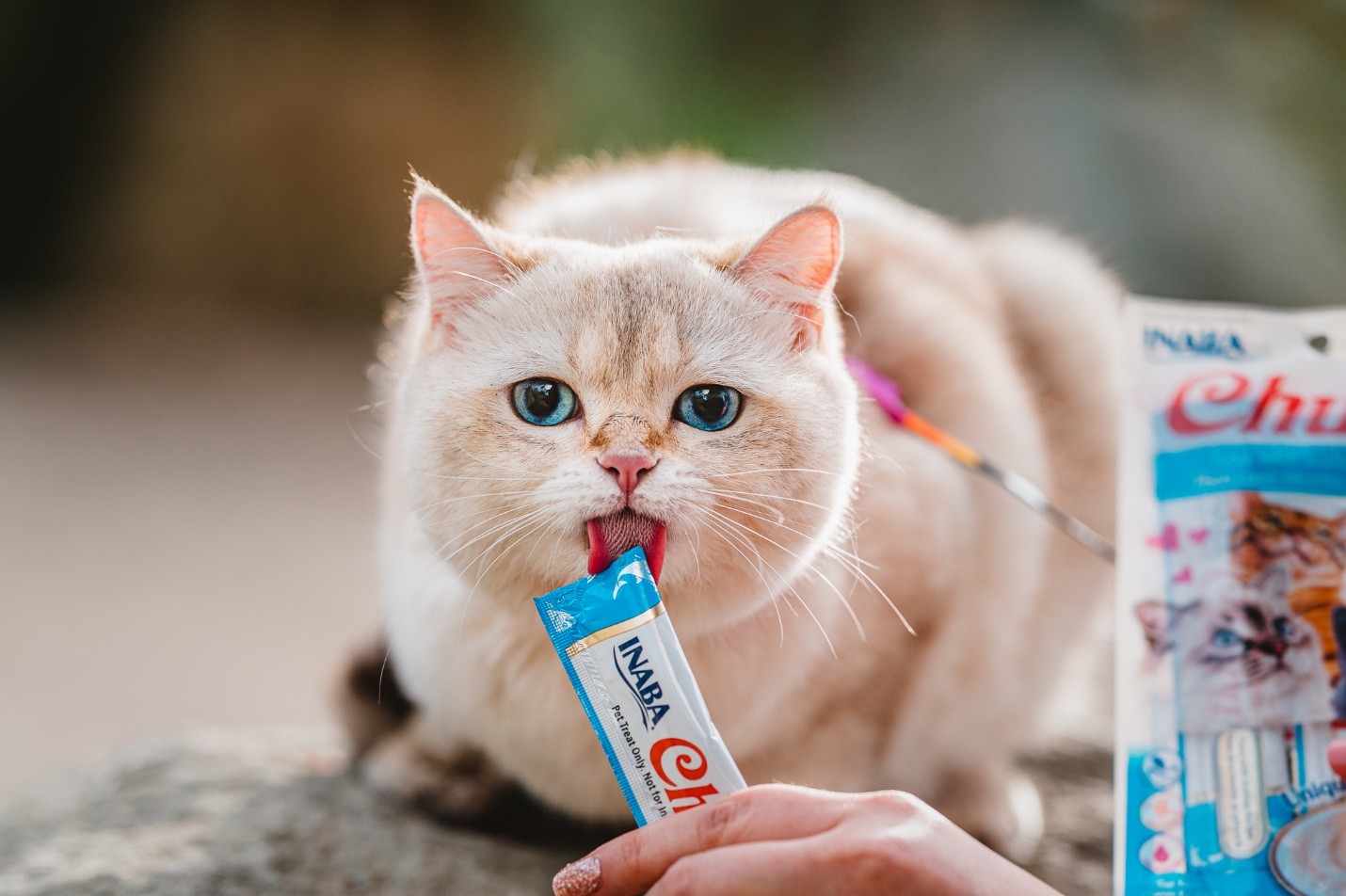 La ciencia detrás de la obsesión de los gatos por Churu