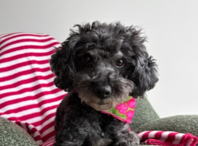 Tras cuatro adopciones fallidas, Coco encuentra un hogar: otros animales siguen esperando