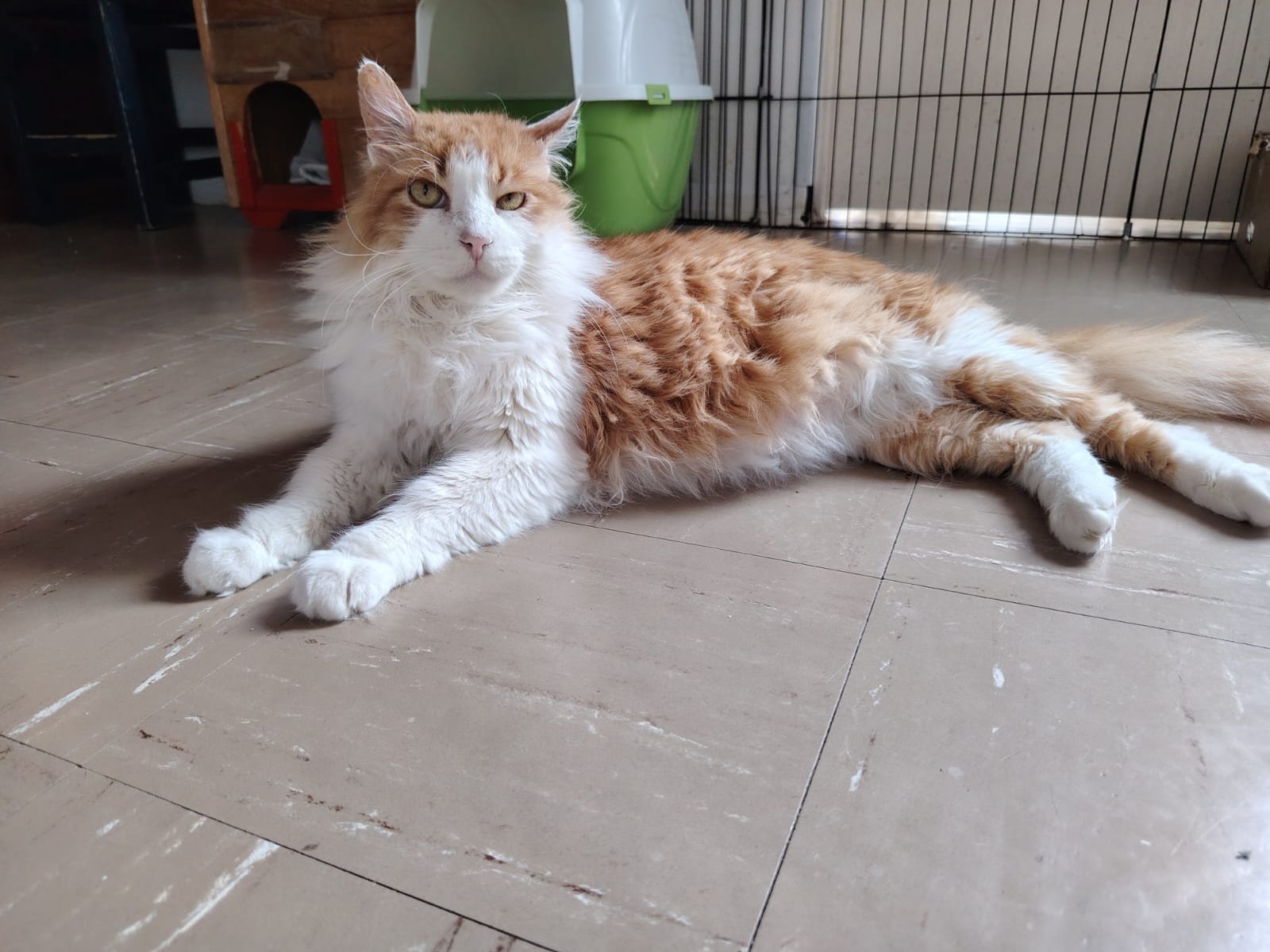 “No hemos recibido un formulario de adopción por él”: Scar sigue buscando un hogar