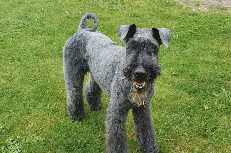 Kerry blue terrier