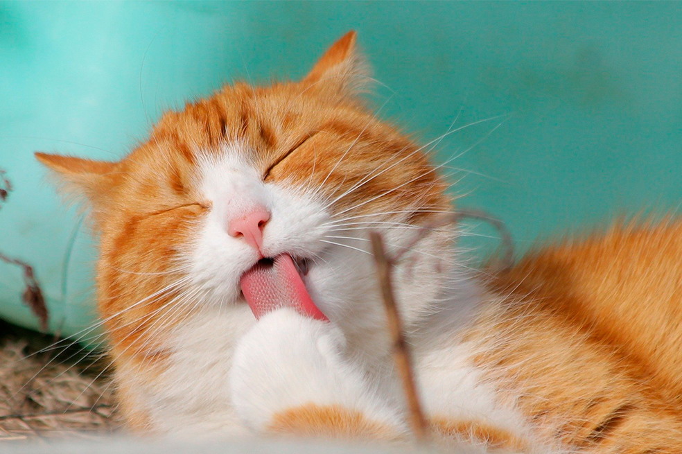 ¿Cómo calcular la “edad humana” de su gato?