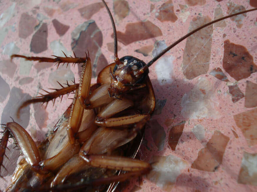 En San Valentín, solteros podrán bautizar a una cucaracha con el nombre de su ex y cerrar el ciclo