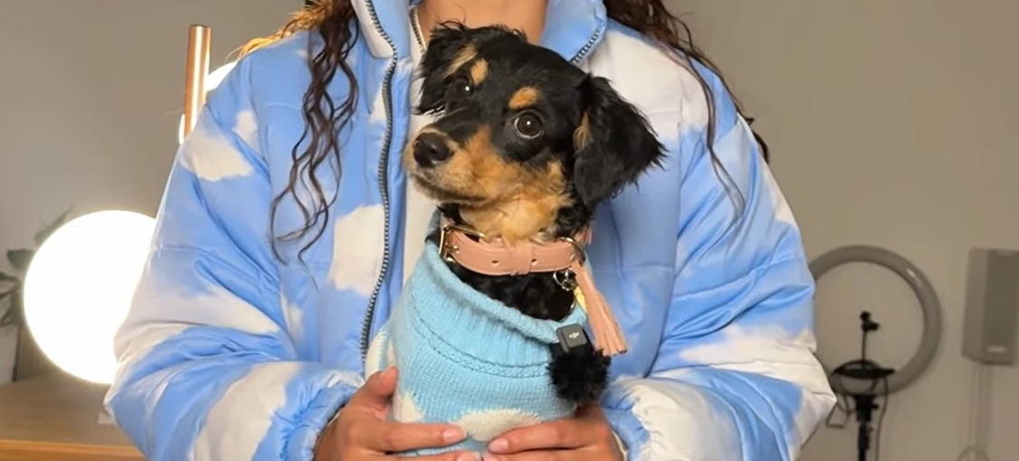 Dulce María: la perrita viral que solo entiende cuando le hablan con acento costeño