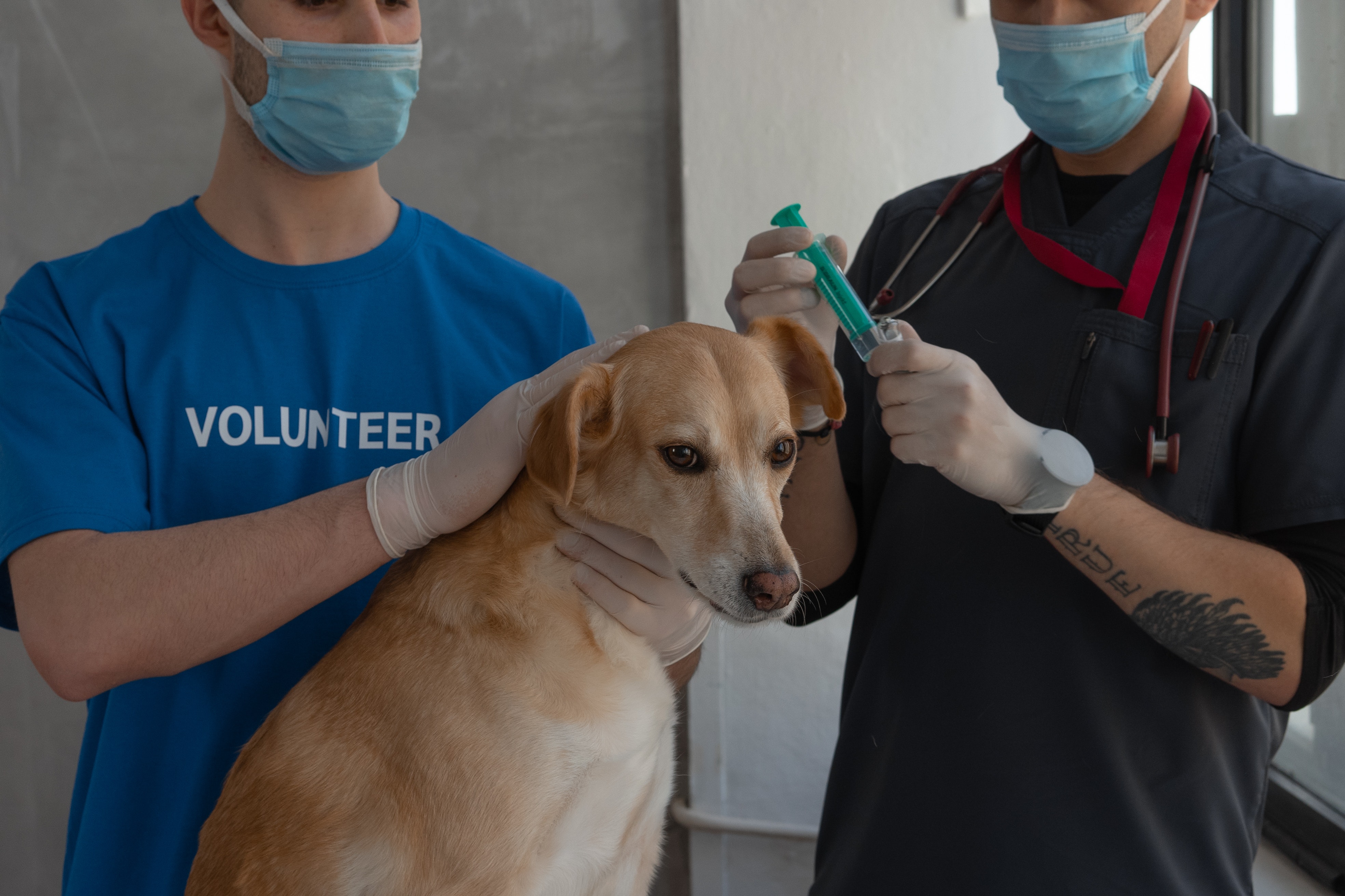 Perros criollos todo lo que necesitas saber sobre estos caninos