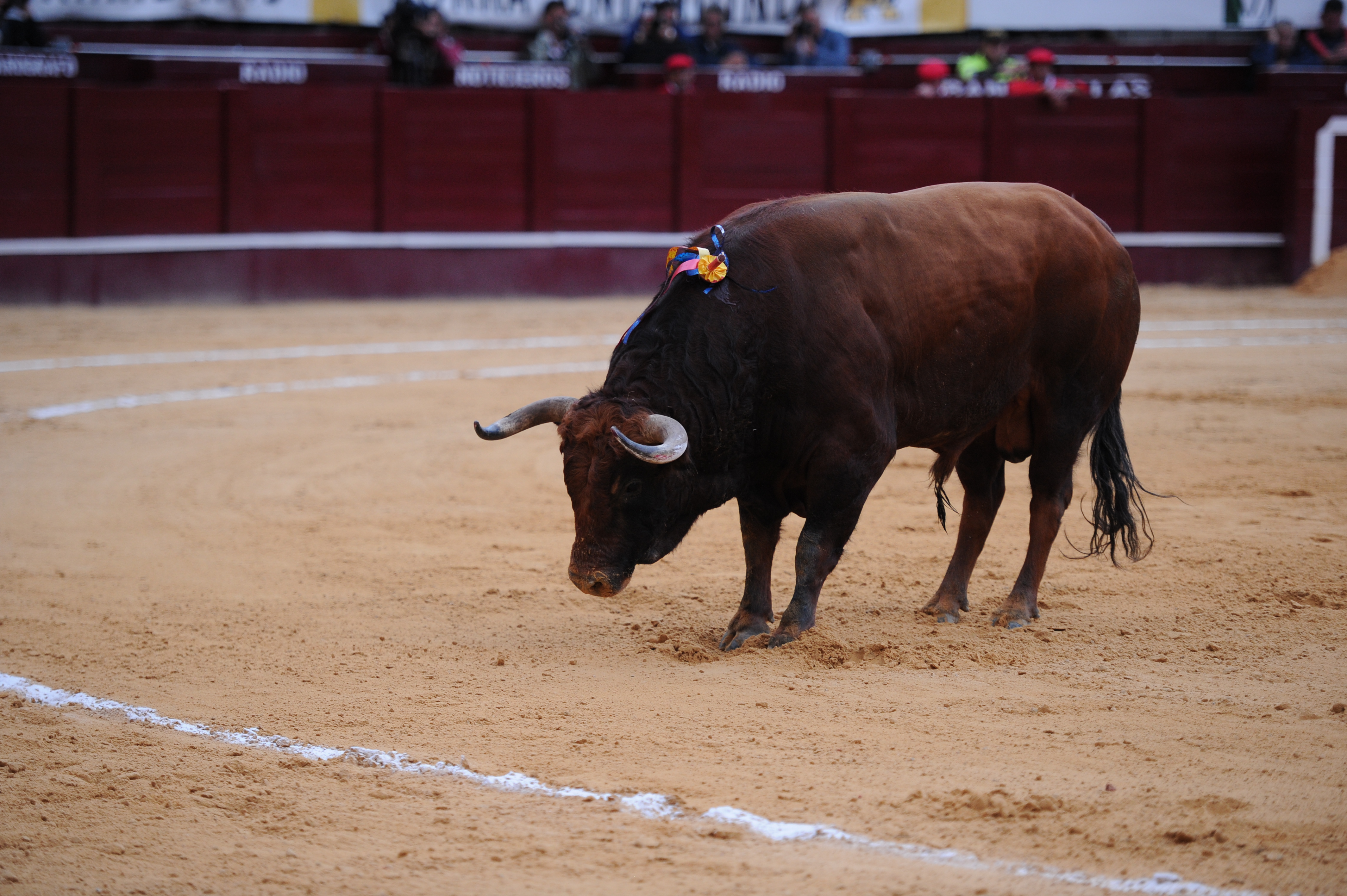 Es oficial: eliminan el Premio Nacional de Tauromaquia español