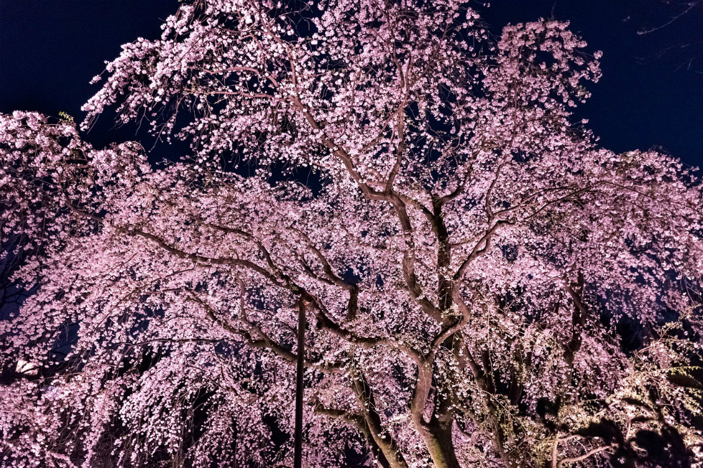 La cultura japonesa llegará a Bogotá el próximo 20 de octubre
