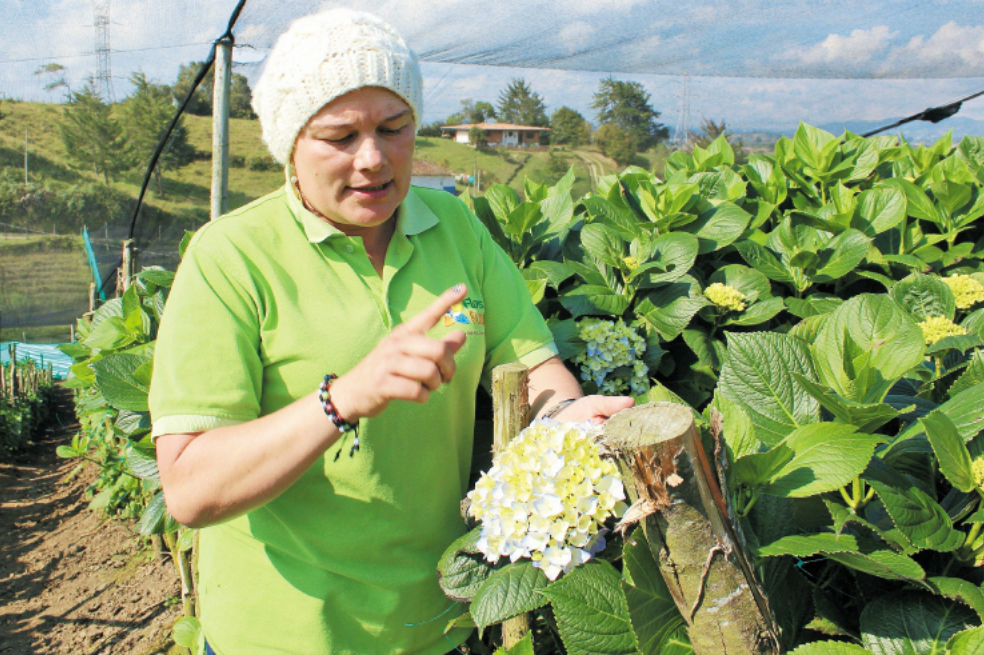 Floricultura en el oriente antioqueño: hacer empresa un pétalo a la vez