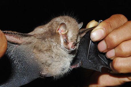 Vampyressa voragine, nueva especie descrita para Colombia