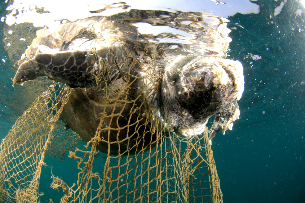 La basura plástica es más peligrosa para las tortugas marinas que el cambio climático, según estudio